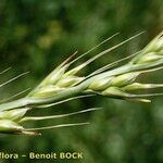 Lolium temulentum Fruit