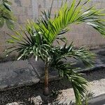 Adonidia merrillii पत्ता