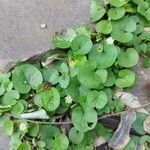 Dichondra carolinensis Leaf