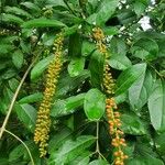 Citharexylum caudatum Vrucht