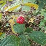 Rubus divaricatus Fruto