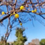 Loranthus europaeus Fruit