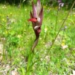 Serapias vomeracea Kwiat