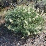 Lupinus argenteus Leaf