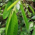 Anthonotha macrophylla Leaf