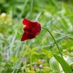 Tulipa gesneriana ᱛᱟᱦᱮᱸ