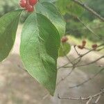 Lonicera maackii Blad