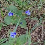 Craterostigma plantagineum Flower