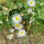 Erigeron annuusЦвят