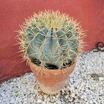 Ferocactus glaucescens Foglia