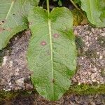 Rumex obtusifoliusLeaf