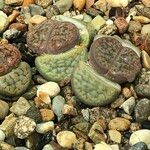 Lithops spp. 整株植物