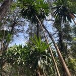 Dracaena steudneri Blatt