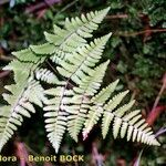 Gymnocarpium robertianum Otro