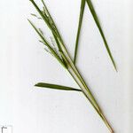 Panicum dichotomiflorum Sonstige