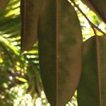 Chrysophyllum cainito Hoja