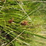 Rhynchospora fusca Autre