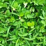 Arachis hypogaeaBlad