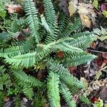 Polystichum acrostichoides ശീലം