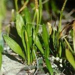 Ophioglossum lusitanicum Хабит