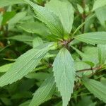 Ageratina riparia Folha