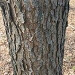 Pinus virginiana Bark