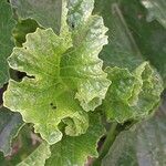 Brassica juncea Blatt