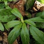 Chimaphila umbellata Hoja