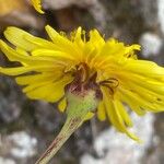 Sonchus ustulatus Λουλούδι
