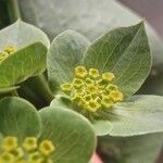 Bupleurum lancifolium Bloem