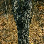 Diospyros kirkii Ŝelo