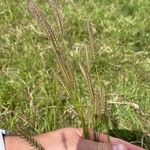 Hordeum secalinum Flower