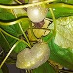 Dioscorea bulbifera Fruto