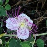 Capparis spinosaBlomst