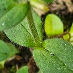 Cerastium glomeratum Кара