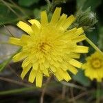 Hieracium amplexicaule Õis