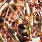 Euphorbia terracina Gyümölcs