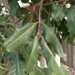 Cupaniopsis anacardioides Blatt