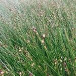 Juncus gerardi Habit