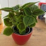 Pilea mollis Hábito