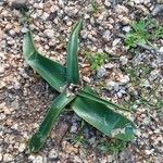 Prospero obtusifolium Leaf