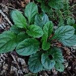 Ajuga reptansFolha