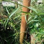 Thevetia neriifolia Hoja