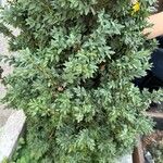 Buxus balearica برگ