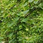 Corylopsis himalayana Hábito