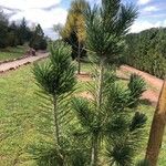 Pinus flexilis برگ