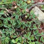 Oxalis bisfracta برگ