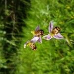 Ophrys apifera Bloem