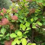 Cotinus obovatus Folha