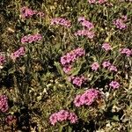 Phlox carolina Habit